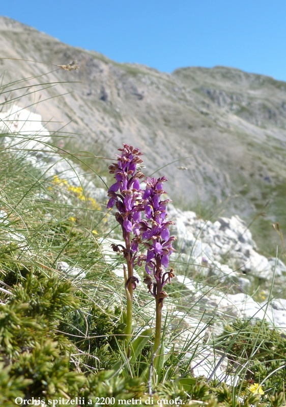 Monte Velino e Monti della Duchessa, le orchidee e la Natura  2024.